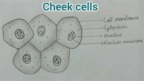 cheek cell diagram labeled simple 